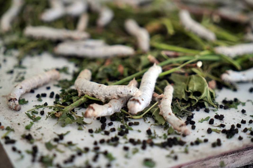 Yeni bir gelir kapısı: 50 günde binlerce lira kazanma fırsatı! Devletten alım garantisi var 9